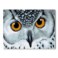 Owl with Yellow Eyes-Paint by Numbers