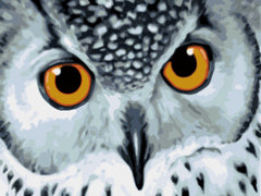 Owl with Yellow Eyes-Paint by Numbers