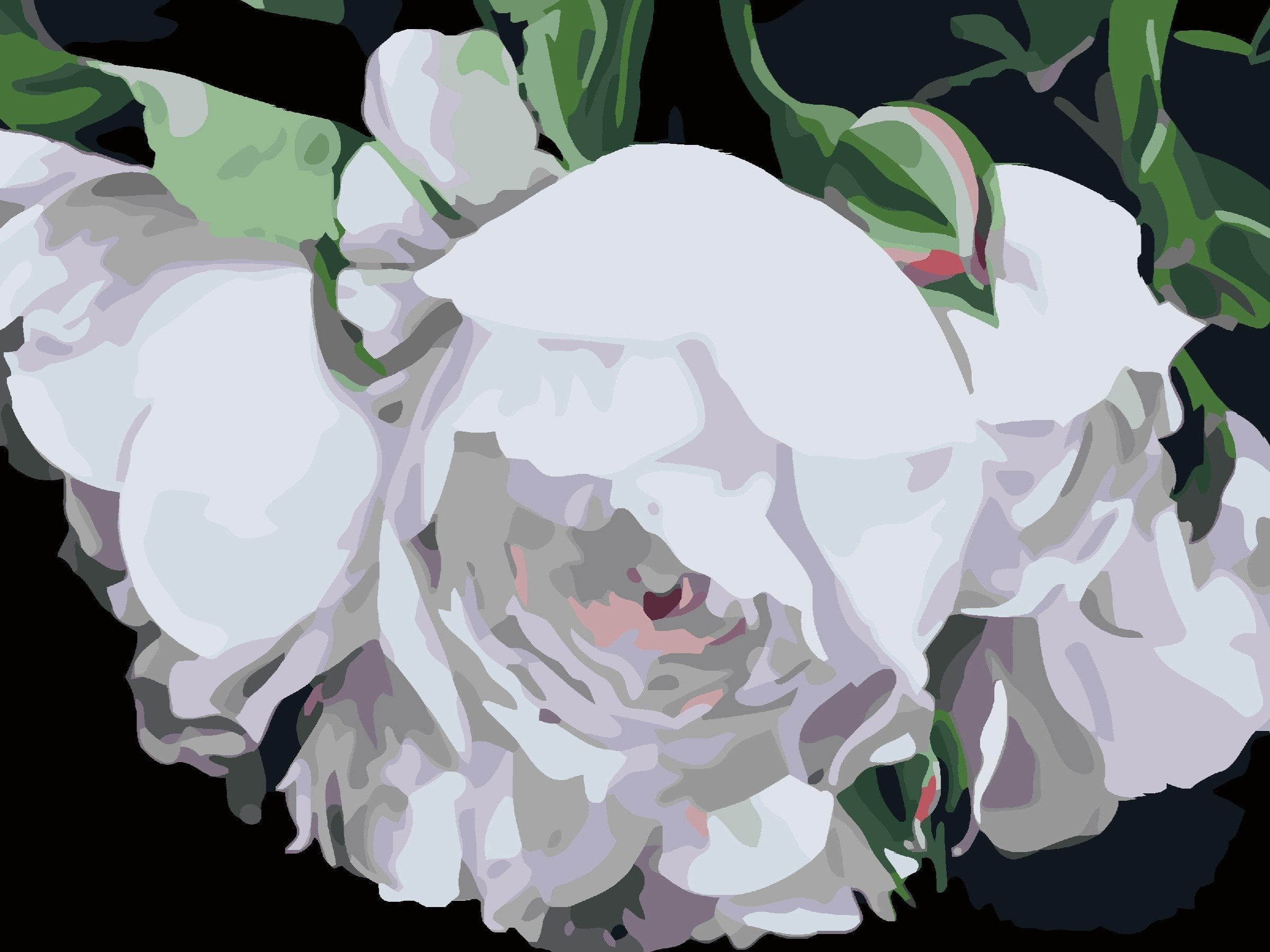 White Rose-Paint by Numbers